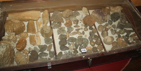 Collection of fossil ammonites, sponges, etc in mahogany table display case